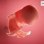 وضعیت جنین در هفته چهاردهم بارداری هفته به هفته