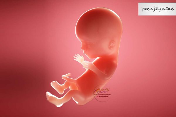 وضعیت جنین در هفته پانزدهم بارداری هفته به هفته