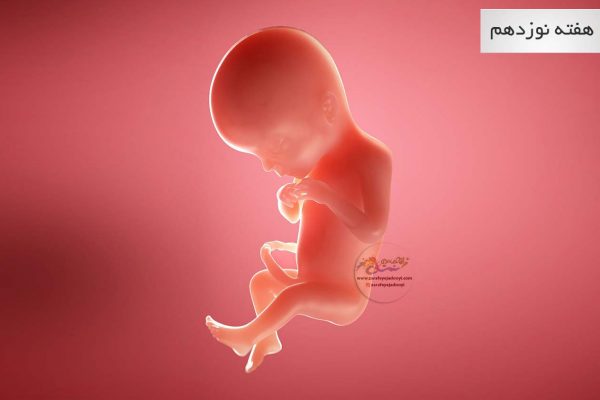 وضعیت جنین در هفته نوزدهم بارداری هفته به هفته