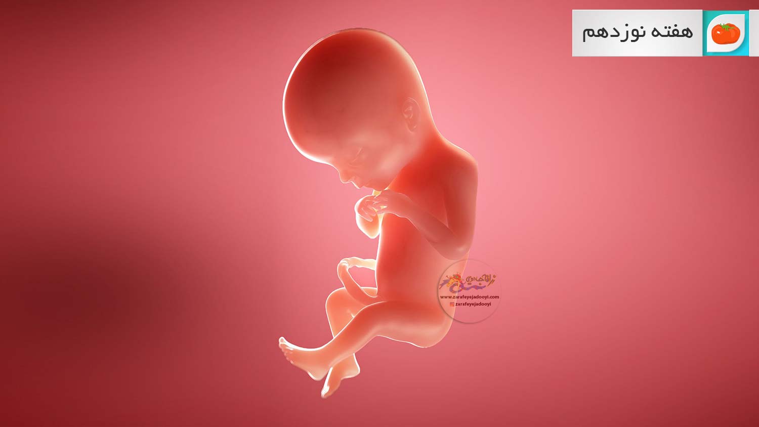وضعیت جنین در هفته نوزدهم بارداری هفته به هفته