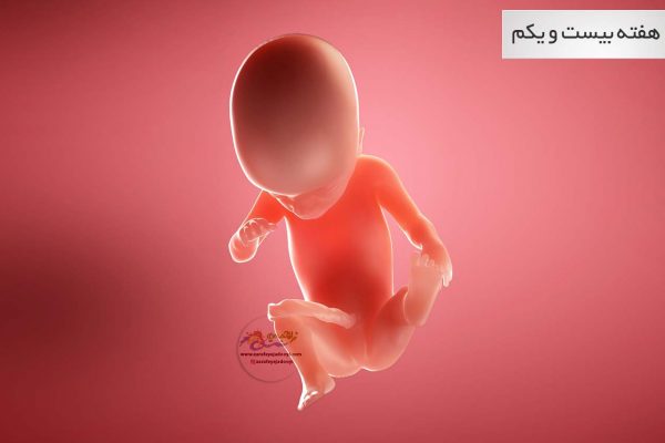 وضعیت جنین در هفته بیست و یکم بارداری هفته به هفته