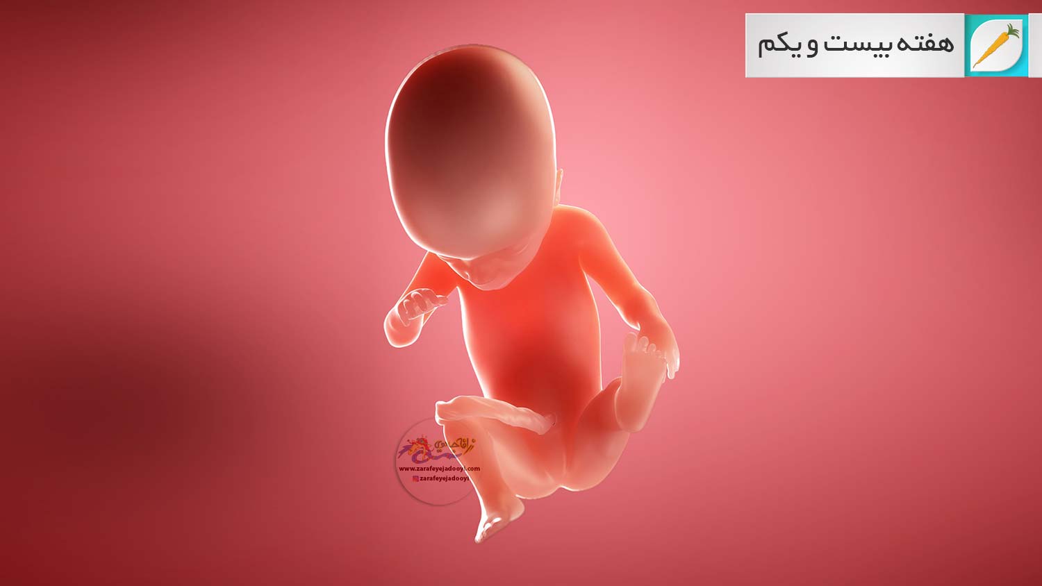 وضعیت جنین در هفته بیست و یکم بارداری هفته به هفته