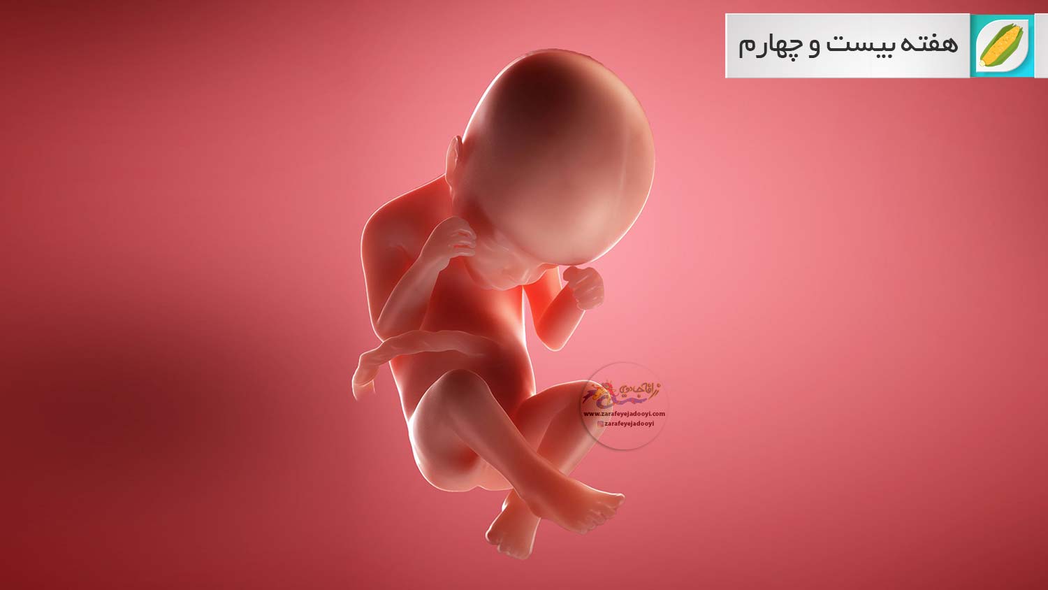 وضعیت جنین در هفته بیست و چهارم بارداری هفته به هفته