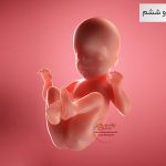 وضعیت جنین در هفته بیست و ششم بارداری هفته به هفته