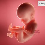 وضعیت جنین در هفته بیست و هفتم بارداری هفته به هفته