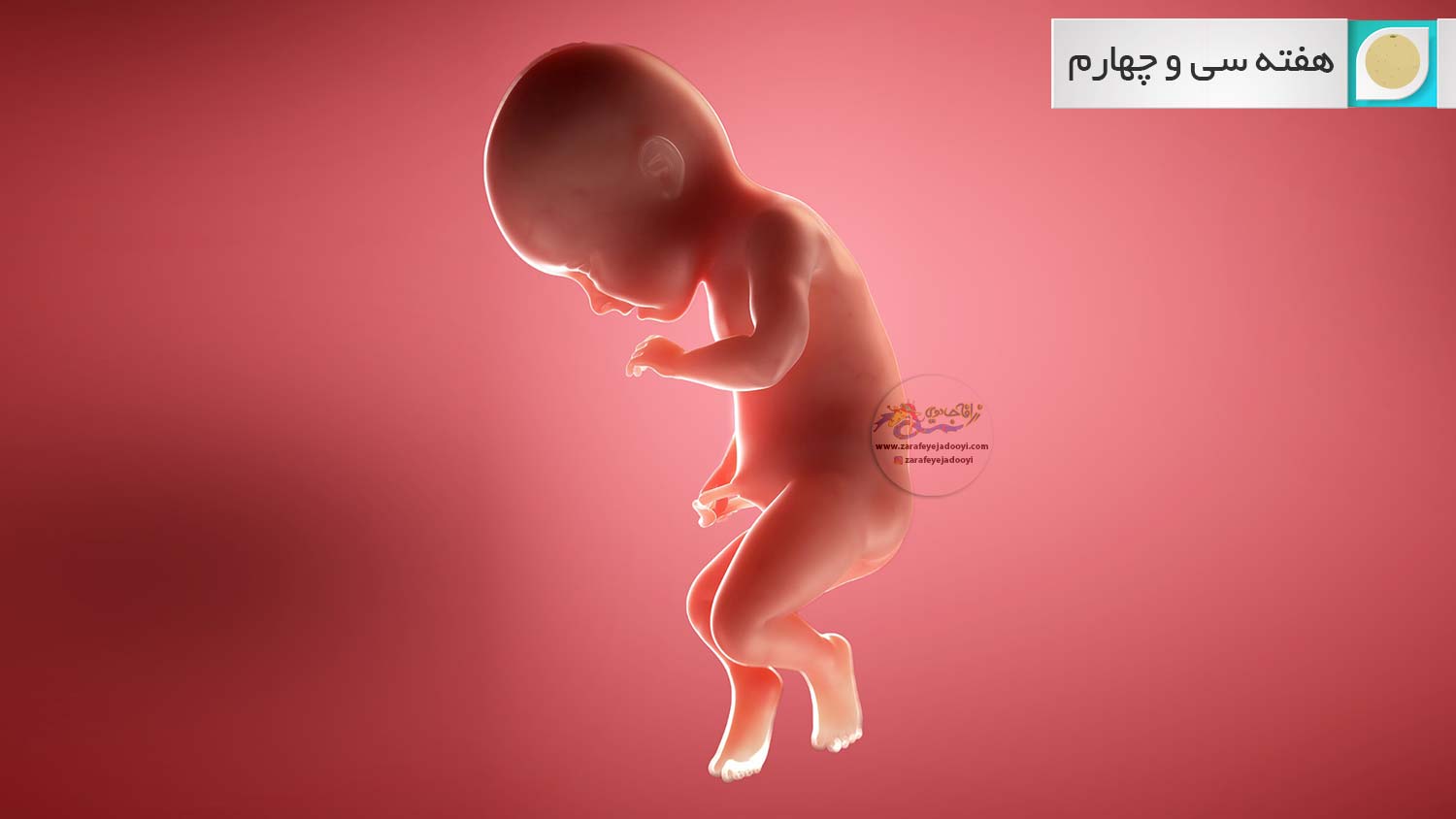 هفته سی و چهارم بارداری - هفته ۳۴ بارداری - چاقی در بارداری - حرکات جنین