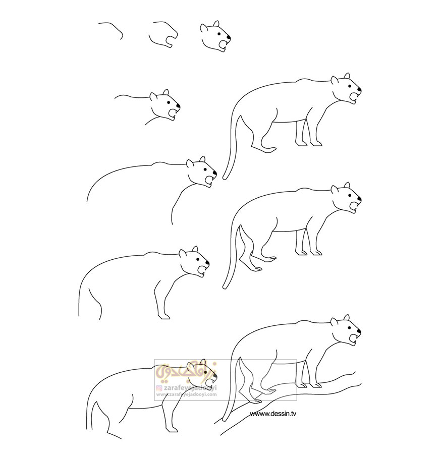 آموزش قدم به قدم نقاشی ساده گربه وحشی